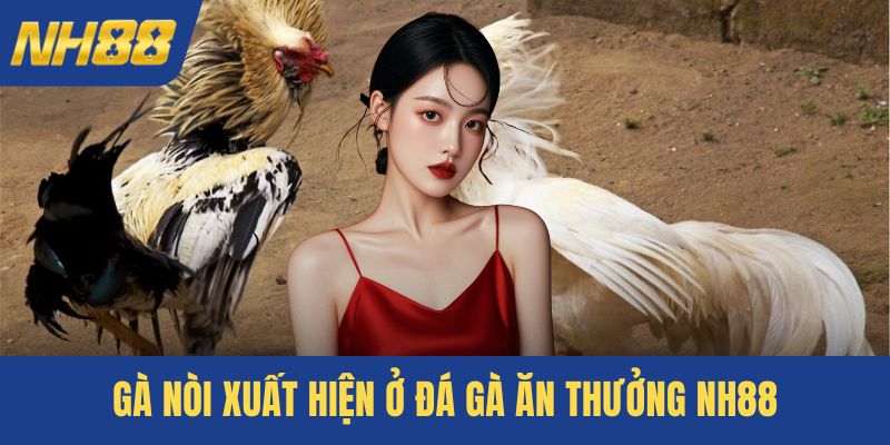 Gà nòi xuất hiện ở đá gà ăn thưởng NH88